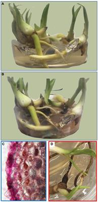 Interaction With Fungi Promotes the Accumulation of Specific Defense Molecules in Orchid Tubers and May Increase the Value of Tubers for Biotechnological and Medicinal Applications: The Case Study of Interaction Between Dactylorhiza sp. and Tulasnella calospora